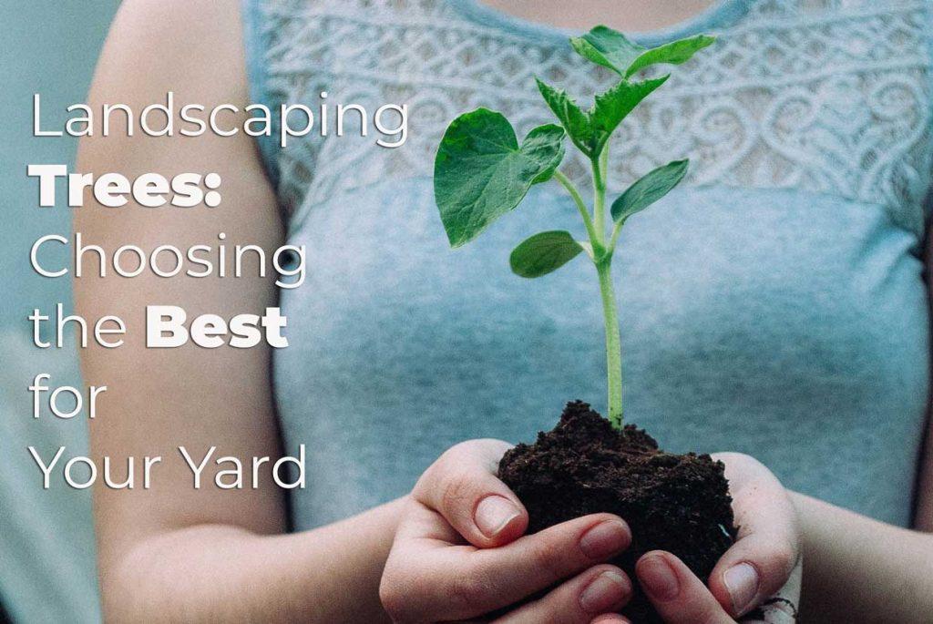 Landscaping Trees: Choosing the Best for Your Yard